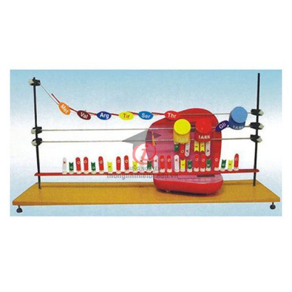 Mô hình Tổng hợp Protein (CSSH2084)